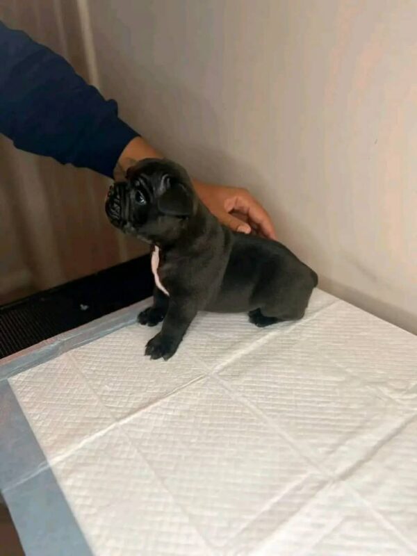 My name is Lena (GA)! - Image 3