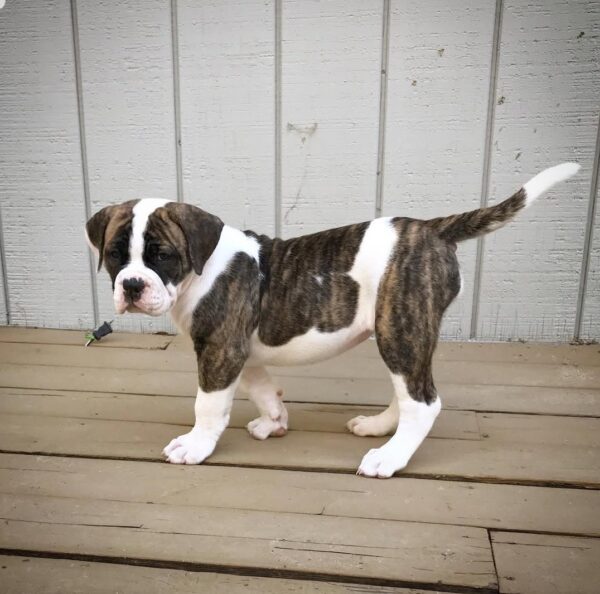 American Bulldog - Image 3