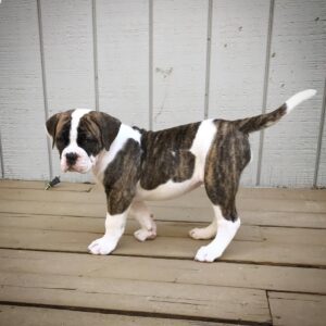 American Bulldog