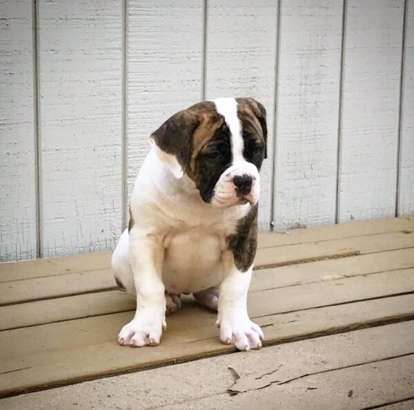 American Bulldog - Image 5
