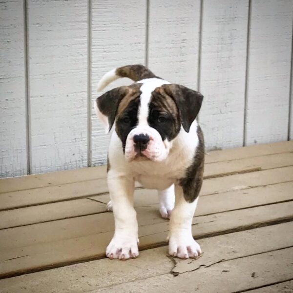 American Bulldog - Image 4