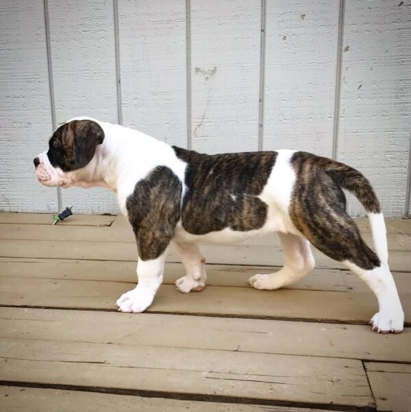 American Bulldog - Image 6