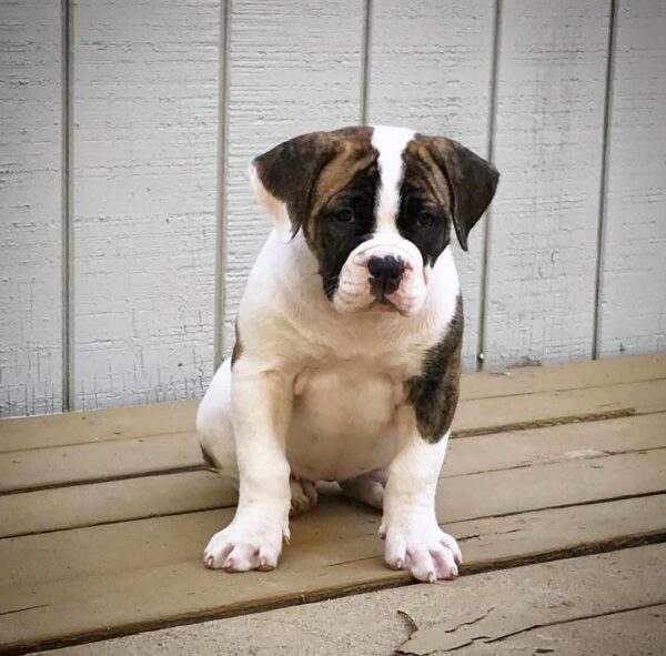 American Bulldog - Image 2
