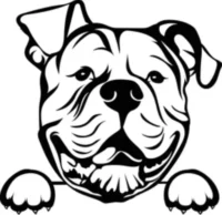 American Bull Dog For Seale