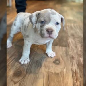 American bully