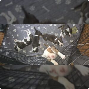American bulldog puppies