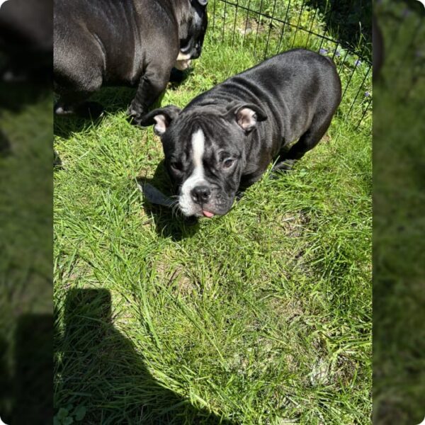 American bulldog puppies - Image 3