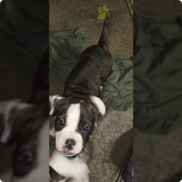 American bulldog puppies - Image 3