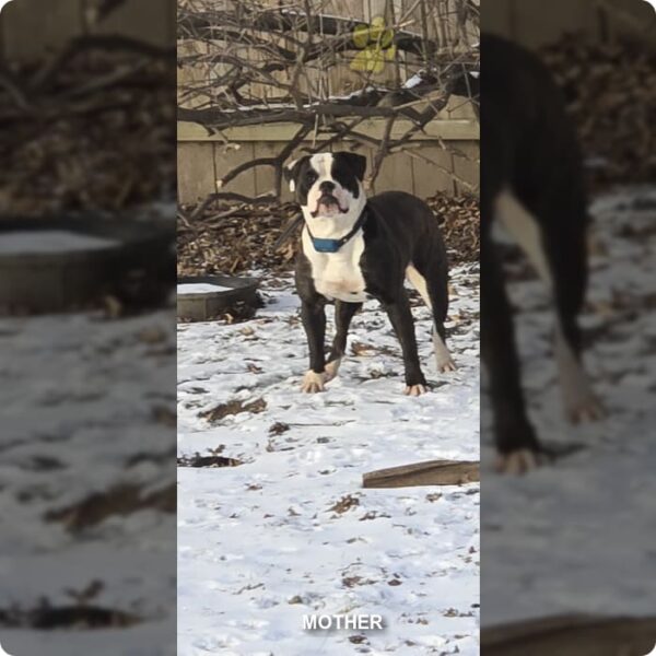 American bulldog puppies - Image 4