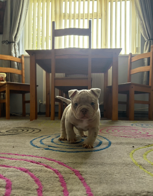 American Bulldogs - Image 2