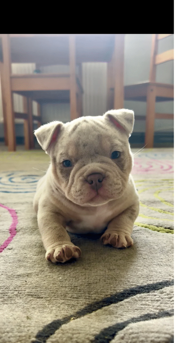American Bulldogs - Image 7