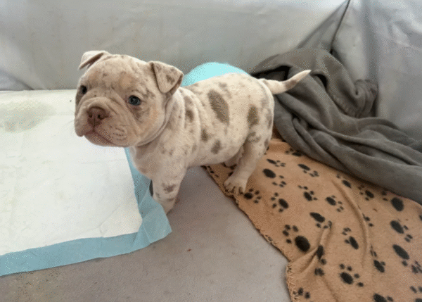 American Bulldogs - Image 3