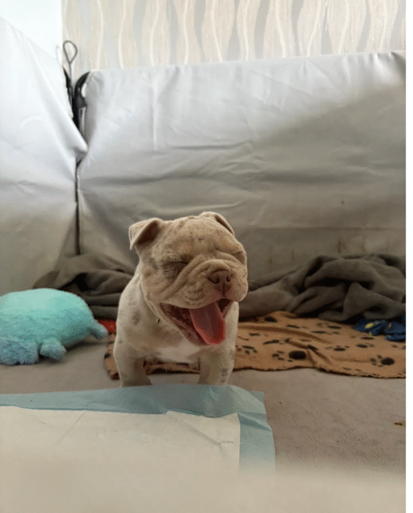 American Bulldogs - Image 4