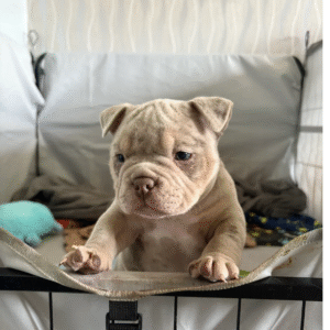 American Bulldogs