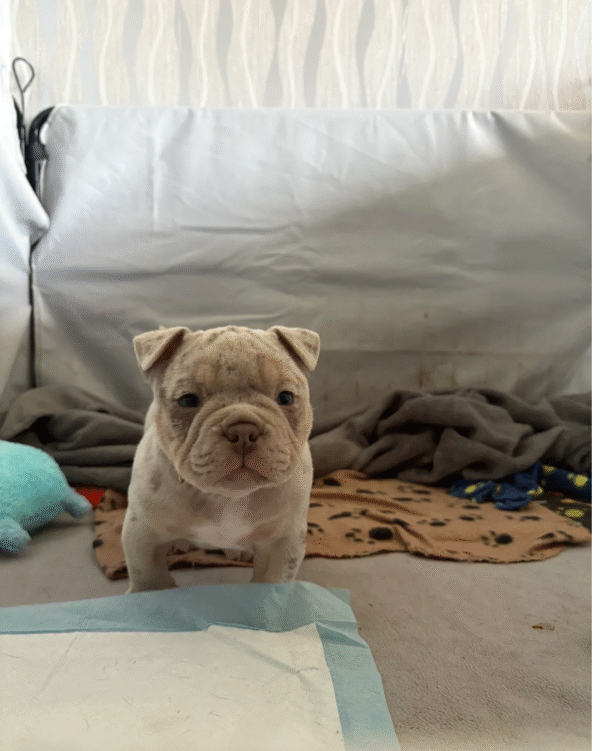 American Bulldogs - Image 5