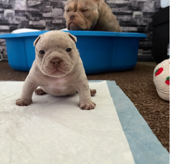 American Bulldogs - Image 6