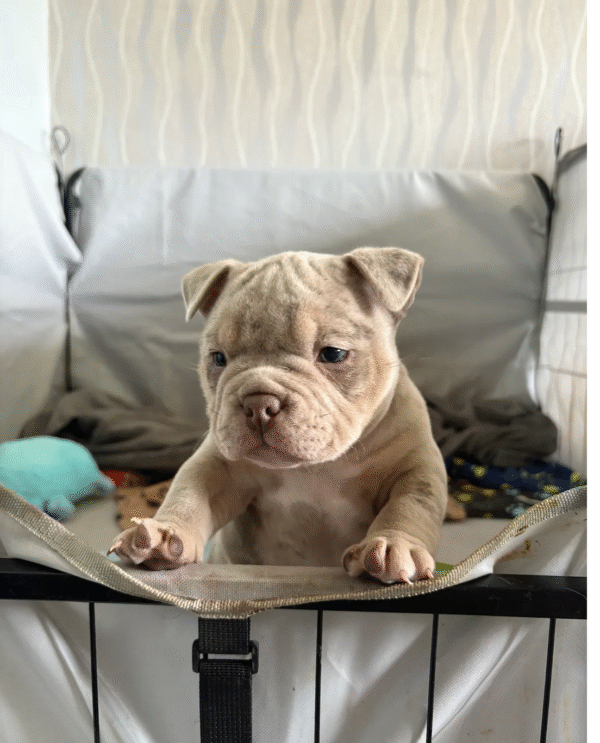 American Bulldogs