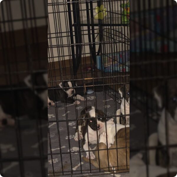 American bulldog puppies - Image 6