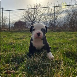 max