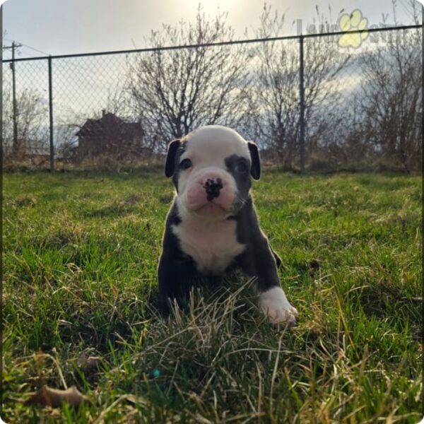 max